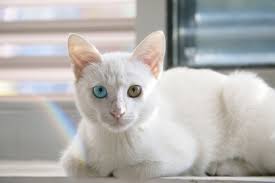 Kediler Kac Yil Yasar Kedilerin Yasam Sureleri Sevimli Kediler Cat Effect