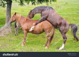 Sex Horses Animal Sex Sex Nature Stock Photo 1386303050 | Shutterstock
