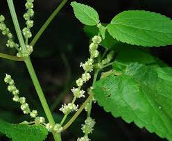 Image result for Boehmeria