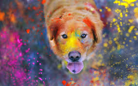 See more golden retriever wallpaper, wallpaper golden retriever puppy, wallpaper golden retriever pig, labrador retriever wallpaper looking for the best golden retriever wallpaper? 20 Golden Retriever Hd Wallpapers Background Images