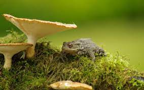 Tons of awesome toad wallpapers to download for free. Toads Wallpapers Wallpaper Cave
