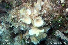 Pictolife Padina Sanctae Crucis Algae
