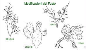 Mettete il dado vegetale in freezer per 12 ore circa poi togliete i dadi dagli stampini e metteteli in sacchetti di plastica nel congelatore tirando fuori un cubetto ogni volta che ne avete bisogno. Morfologia 3 Il Fusto