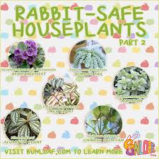 Image result for Chlorophytum amplexicaule