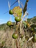 Image result for Rhoicissus tridentata