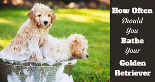 2 ﻿﻿ of course, even that is not a hard and fast rule. How Often Should I Bathe My Golden Retriever And Why