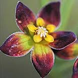 Image result for Pentarrhinum insipidum