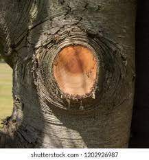 We did not find results for: Tree Sap Cedar Lebanon Tree Cedrus Stock Photo Edit Now 1202926987
