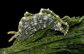 Art Forms From The Ocean The Radiolarian Atlas Of 1862 Many Invertebrates Like This Sea Slug Phylum Mollusca Live In The Ocean Credit Elysia Pratensis By Anne Dupont Cc By Nc Limace De Mer Limace