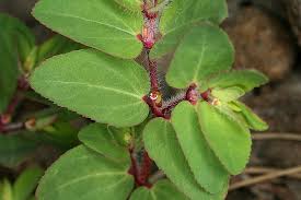 Image result for Euphorbia serratifolia