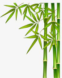 Illustration De Bambou Naturel Clipart Nature Bambou Vert Vert Fichier Png Et Psd Pour Le Telechargement Libre Bamboo Art Bamboo Drawing Wall Painting Decor