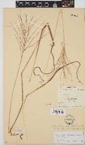 Image result for Digitaria setifolia