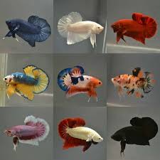 Plakats are the wild type of bettas, and they look significantly different from their hopefully, this gallery of betta fish images has piqued your interest in these amazing fish. Plakat Ibc Area 6 Betta Aquarium Betta Fish Pet Fish