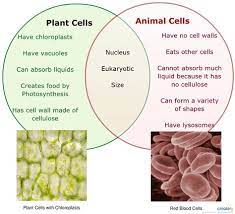 Maybe you would like to learn more about one of these? Plant Vs Animal Cells Venn Diagram For Educational Purposes Venn Diagram Plant And Animal Cells Animal Cell Cell Biology Notes