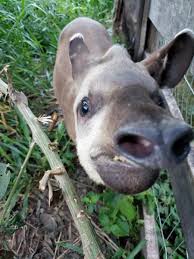 Image result for tapir