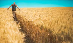 Le reste du territoire est entouré au nord par la guinée equatoriale et la république du cameroun, au sud et à. Les Metiers De L Agriculture En Mutation