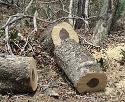 Image result for Combretum apiculatum