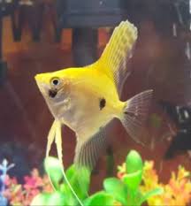 Melek Baligi Angelfish Balik Yuzgec Akvaryum