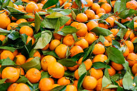 Just about any citrus tree can be grown in containers. Growing Citrus Central Valley Builders