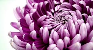 This is the day we set aside to show our appreciation for the achievements and efforts of mothers and mother figures, and it's this. Disbudding For The Perfect Bloom Florist With Flowers