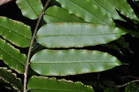 Image result for Marattiaceae