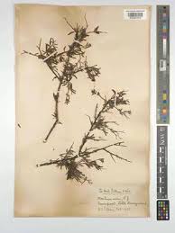 Image result for Montinia