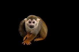 Picture Of A Common Squirrel Monkey Saimiri Sciureus At The Lincoln Children S Zoo Squirrel Monkey Squirrel Lincoln Child