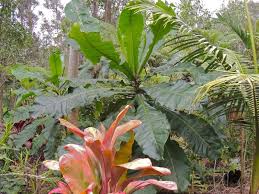 Image result for Anthocleista