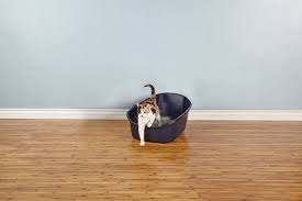 Once the litter has been used for some time it's time to don't toss out the barrier when it's time to change the kitty litter. Choosing The Best Litter Box For Your Cat Or Kitten Petco