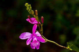 Image result for Cynorkis kassneriana