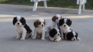 It's been often said that dogs. Lovely Cavalier Puppies Cavalier Lovely Puppies King Charles Cavalier Spaniel Puppy Cocker Spaniel Puppies King Charles Spaniel Puppies For Sale
