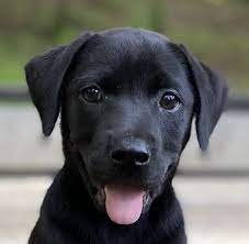 Pin On Labs Available For Adoption