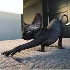 Sphynx Kittens For Sale [ Cheap] - Fast Delivery with no ...