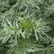 Image result for Artemisia sp.no.1