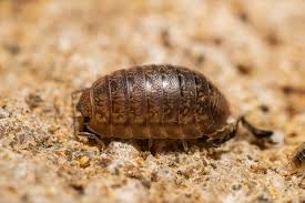 Image result for Allophylus lastoursvillensis