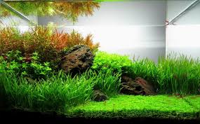 When creating layouts, i still use what i learned from takashi amano as references, like his passion for creating aquascapes and desire to protect nature, and stories behind the process of his aquascape production. Ada Mini M Iwagumi Red Cherry Shrimp Red Cherry Shrimp Nature Aquarium Planted Aquarium