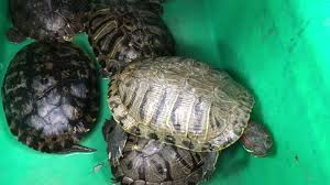 Coronavirus Impact I Team Reports As Calls Mount To Close Live Animal Markets In Bay Area Amid Covid 19 Crisis Abc7 San Francisco