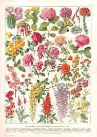 Antique French Flowers Chart Digital Download Image