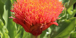 Image result for Scadoxus puniceus