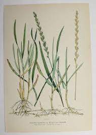 Quack Grass Vintage Botanical Print 1923 Antique Art Print Etsy Vintage Art Prints Vintage Botanical Vintage Botanical Prints