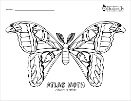 Bff coloring pages for children. Atlas Moth Coloring Page Coloringbay