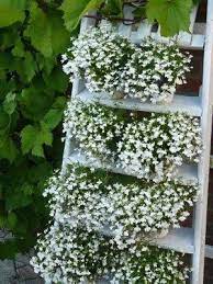 Container Gardening Ideas India Containergardeningideas Indoor Flowers Garden Containers Moon Garden