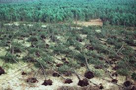 Collection de thomas sohier photom. En Images L Etat Des Forets De La Region Depuis Les Tempetes Martin Et Klaus