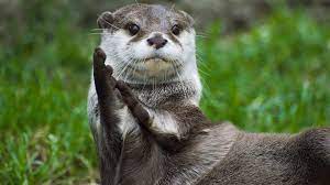 Pin By Sunshine Mimosa On Animals Otter Facts River Otter Otters