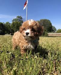 We did not find results for: Cavapoo Puppies For Sale Minneapolis Mn 360401