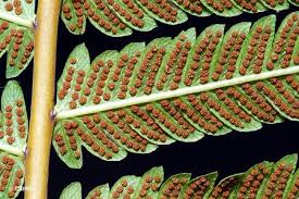 Image result for Pneumatopteris