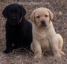 Good breeder of labrador retrievers. English Labrador Puppies Oregon Dogs Breeds And Everything About Our Best Friends