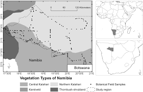 Image result for Eriocephalus luederitzianus