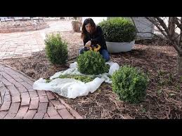 Check spelling or type a new query. Trimming Boxwoods Garden Answer Youtube Boxwood Garden Shade Garden Plants Topiary Garden