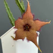 Image result for Hibiscus schinzii